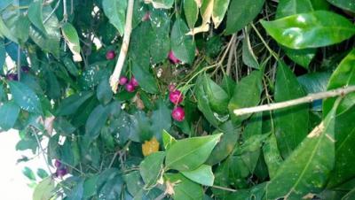 Nokia Lumia 929 to Come with Aluminum Frame and 5-inch 1080p Display