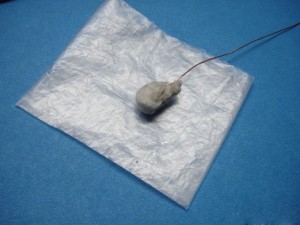 squeeze the wet cotton into a small ball